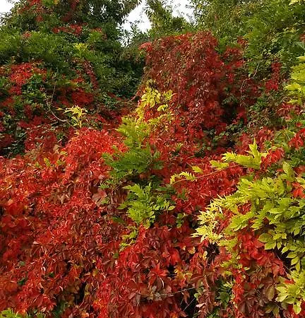 度假居 Terrazza Sul Trasimeno *